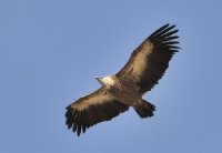 ����������� ��� (Gyps fulvus)_6